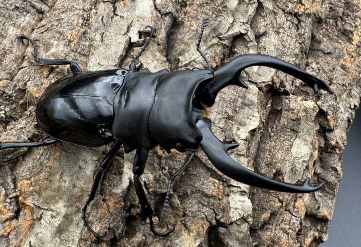 【WD】《インターメディアツヤクワガタ 86mm ペア》