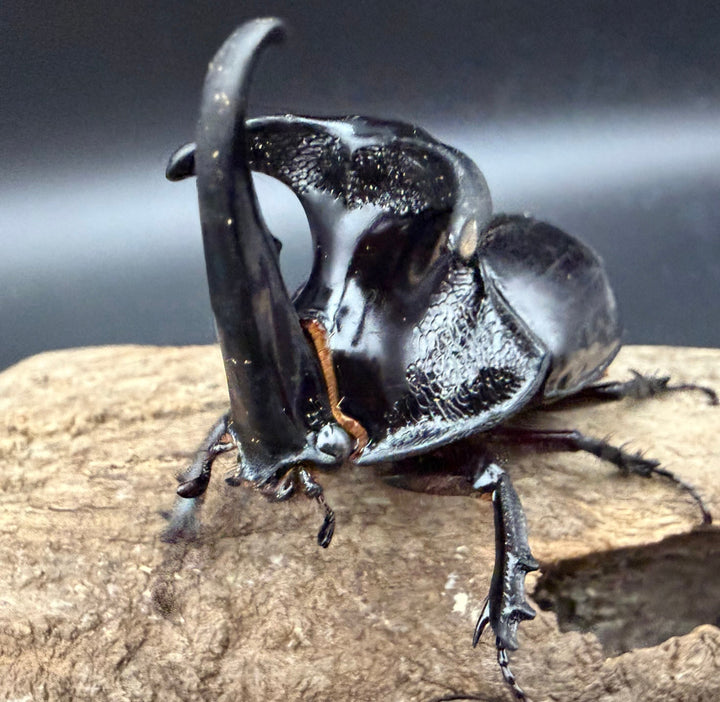 【WD】《オオツノメンガタカブト 69mm ペア》