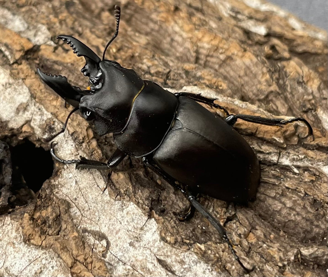 【WD】《オーエンノコギリクワガタ中国亜種melli 33.5mm ペア》