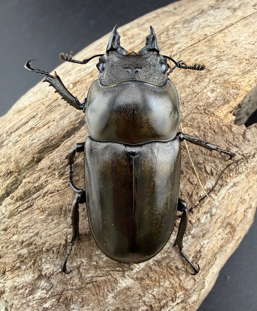 【F0】《ローゼンベルグオウゴンオニクワガタ 67.5mm ペア》