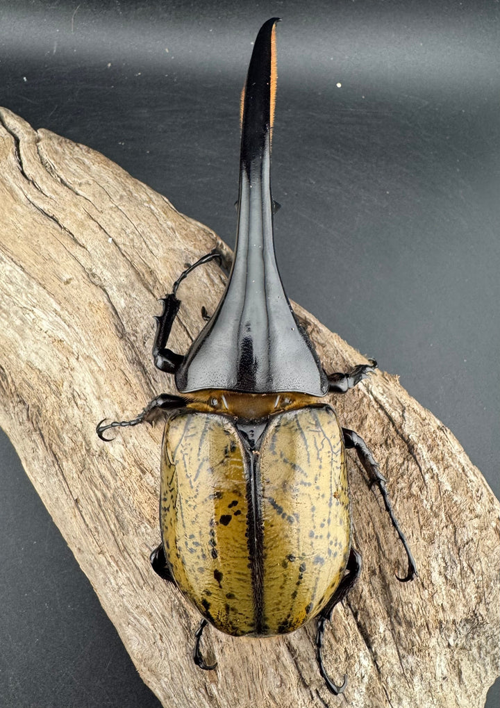 《ヘラクレス・ヘラクレス 143mm ペア》