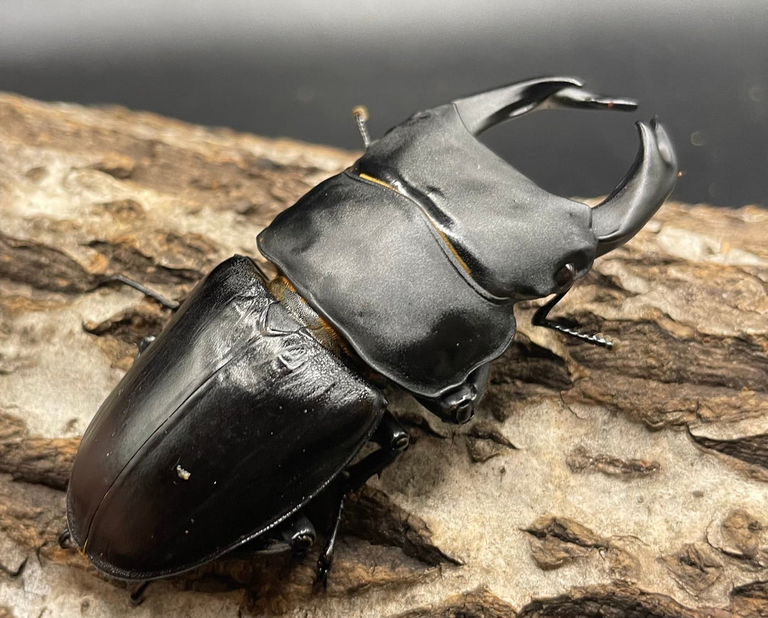 《オオクワガタ 久留米血統 75mm ペア》