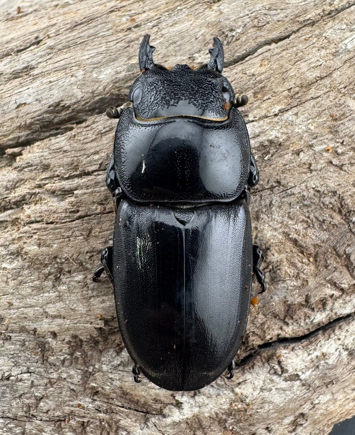 【WD】《パラワンオオヒラタ 86.5mm ペア》