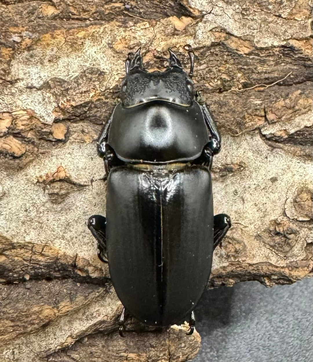 【WD】《ブラナウンコクワ 福貢県産 46mm ♂♀♀トリオ》