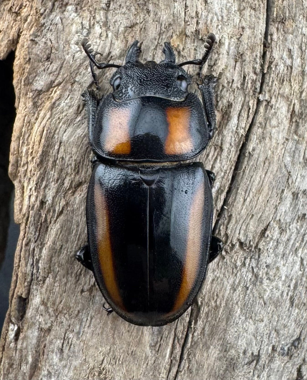 【WD】《ビプラギアトゥスノコギリ 海南省産 27.5mm ペア》