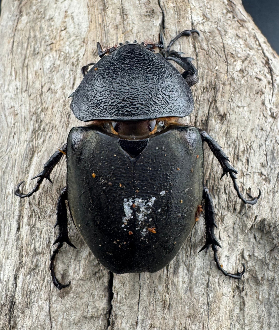 【WD】《ミンダナオアトラスオオカブト マラグサン産 98mm ペア》