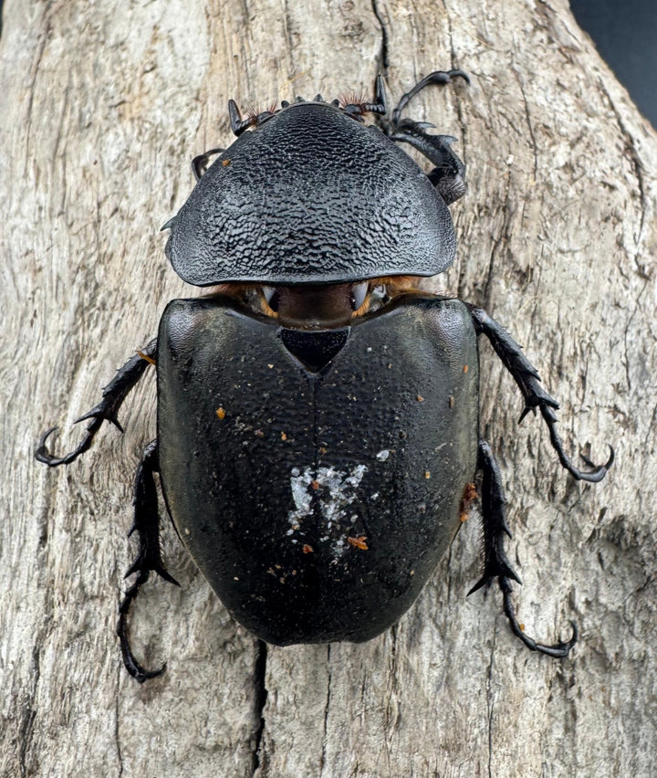 【WD】《ミンダナオアトラスオオカブト マラグサン産 98mm ペア》