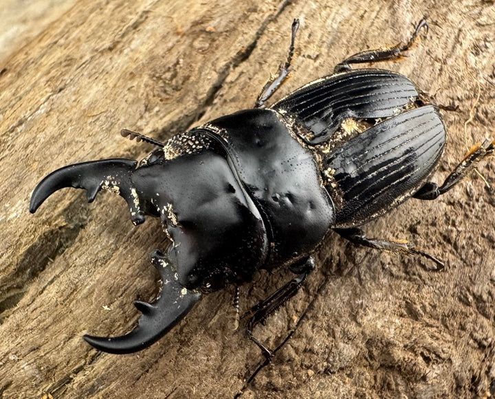 【WF2】《フィリピンネブト亜種バンガイエンシス 30mm B品ペア》