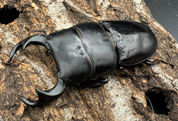 【WD】《ジャワパリーオオクワ 68.5mm ペア》