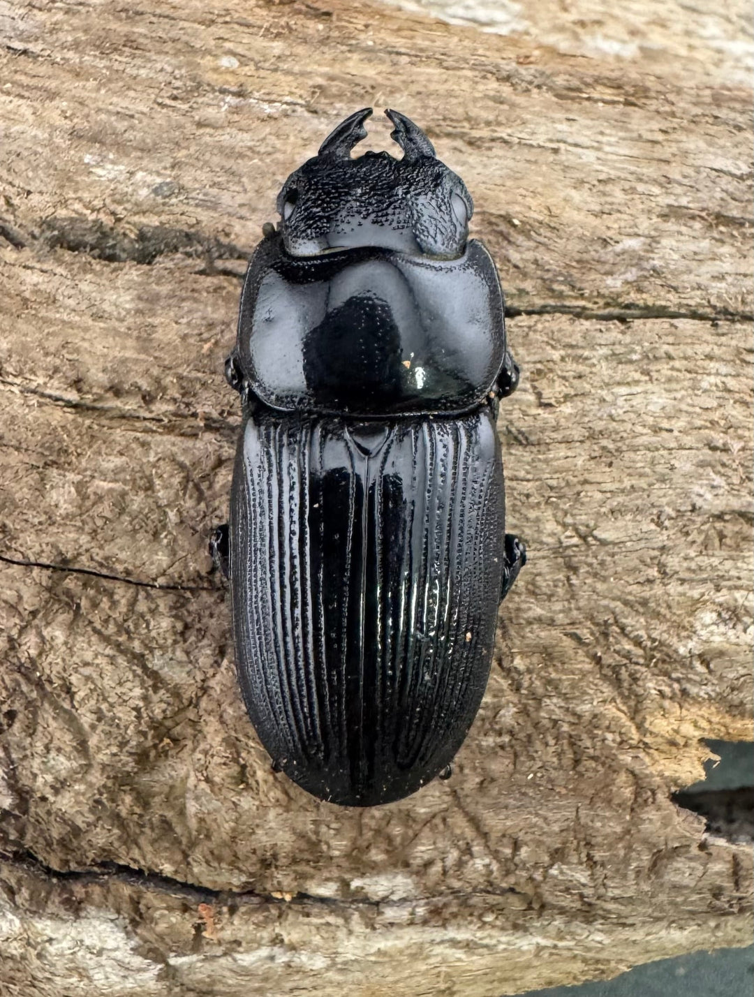 【WF1】《ダエダリオンヒラタ カオバン産 57.5mm ペア》