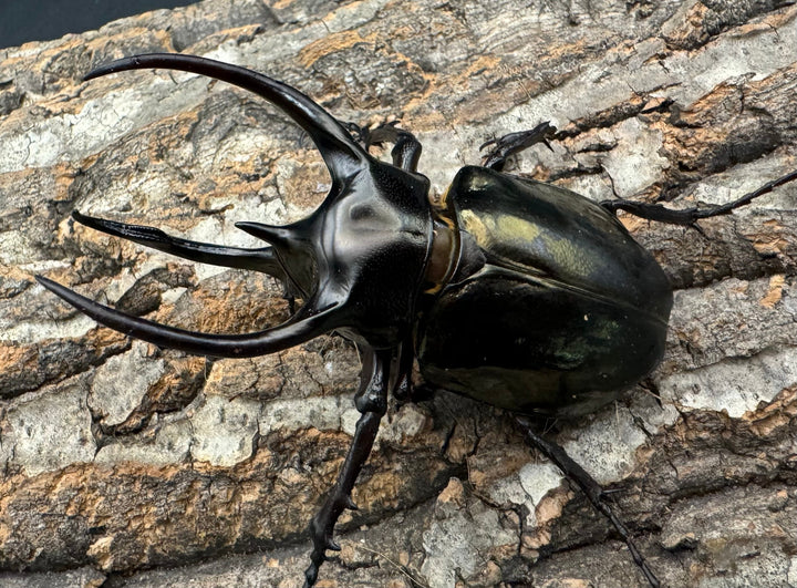 【WD】特別特価《ミンダナオアトラスオオカブト 80mmUP ペア》