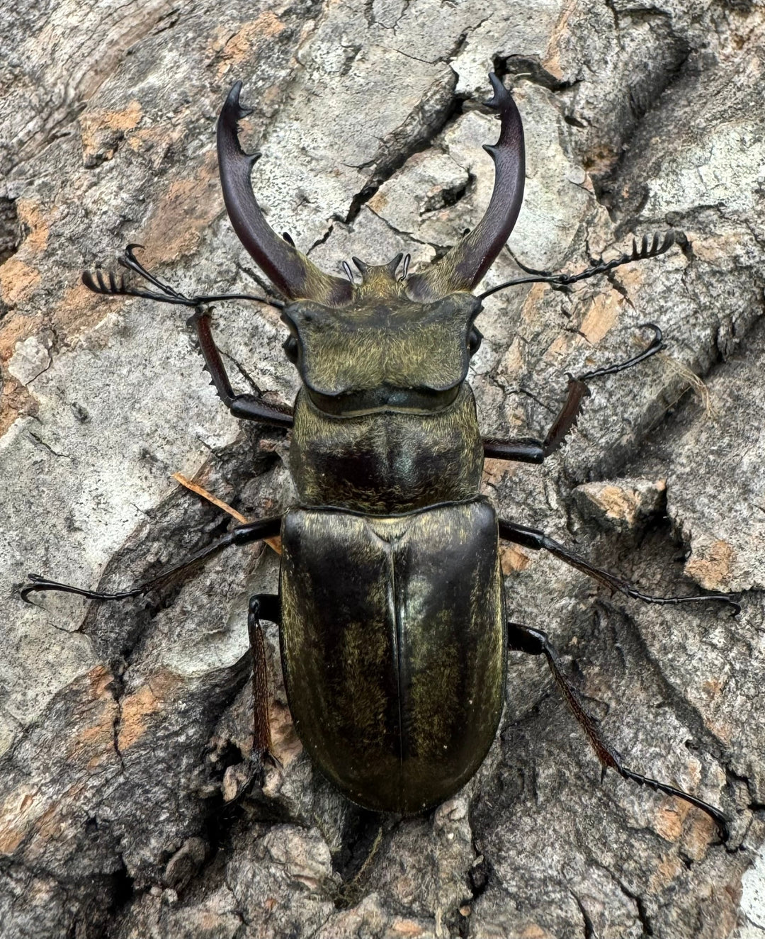 【WD】《チベットミヤマ原名亜種 51mm ペア》