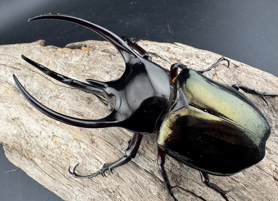 【WD】《ジャワコーカサスオオカブト 95mm ペア》