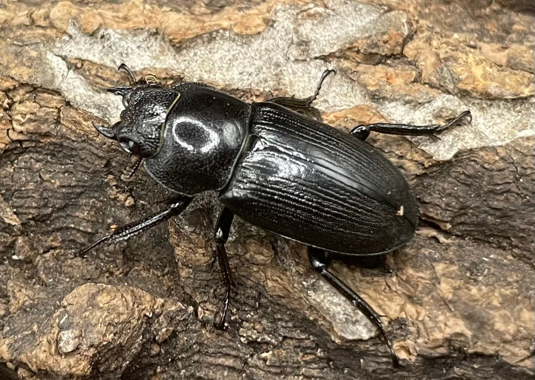 【WD】美麗種《ヨンレンセスジ ♀単》