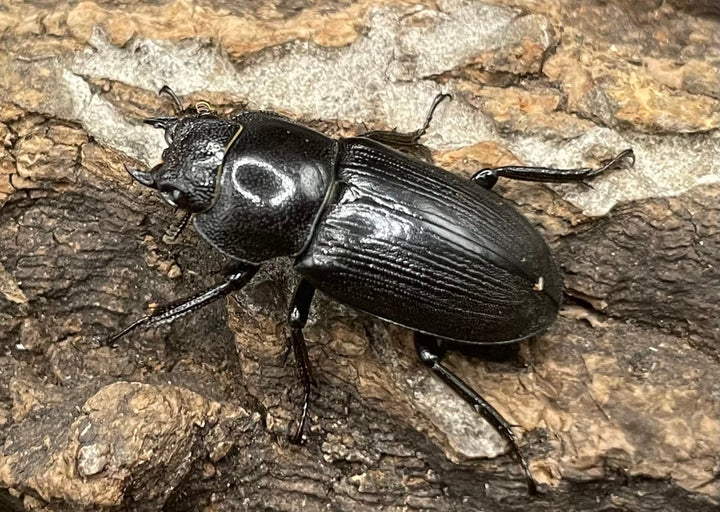 【WD】美麗種《ヨンレンセスジ ♀単》