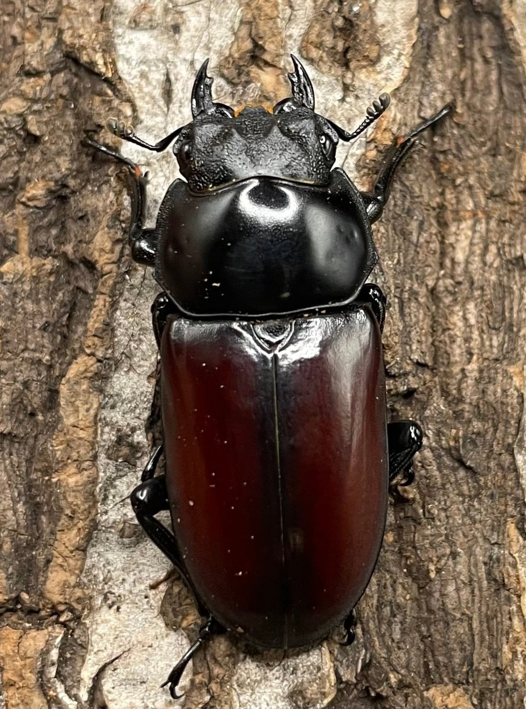 《アローコクワ亜種リエン 64mm ♂♀♀トリオ》