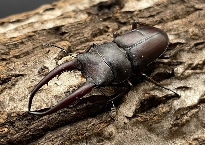 【WD】《グラキリスノコギリヒラタクワガタ  ♀単》※B品♂おまけ