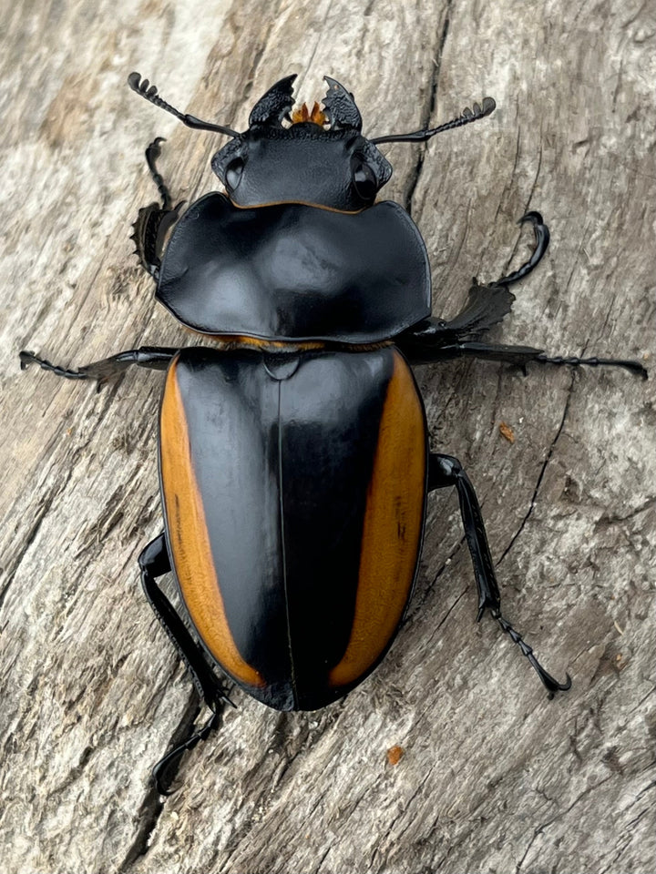 【WD】《スティーブンスツヤ亜種mamaesaensis 71.5mm ペア》