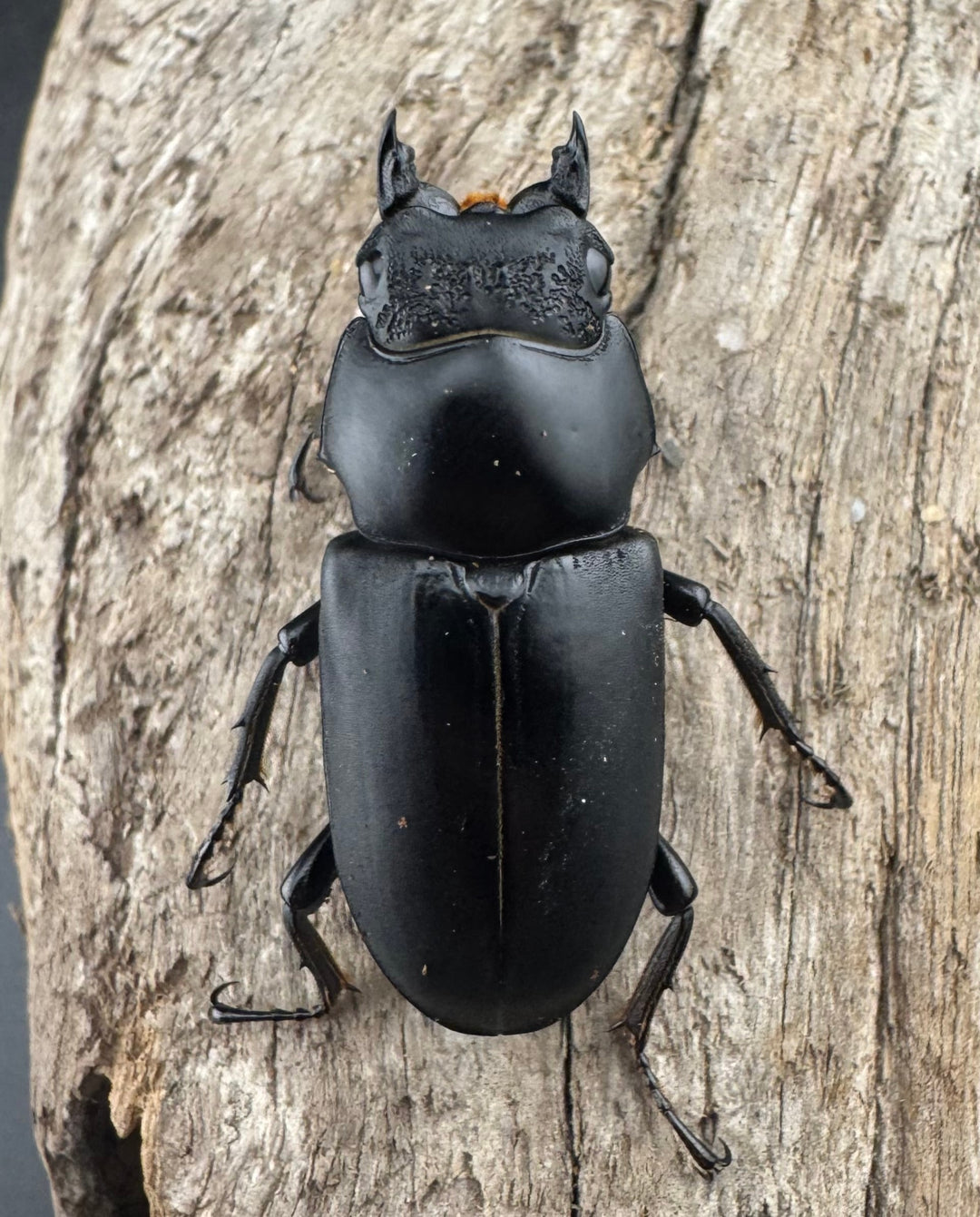 【WD】《ブラナウンコクワ 碧羅雪山産 63mm ペア》