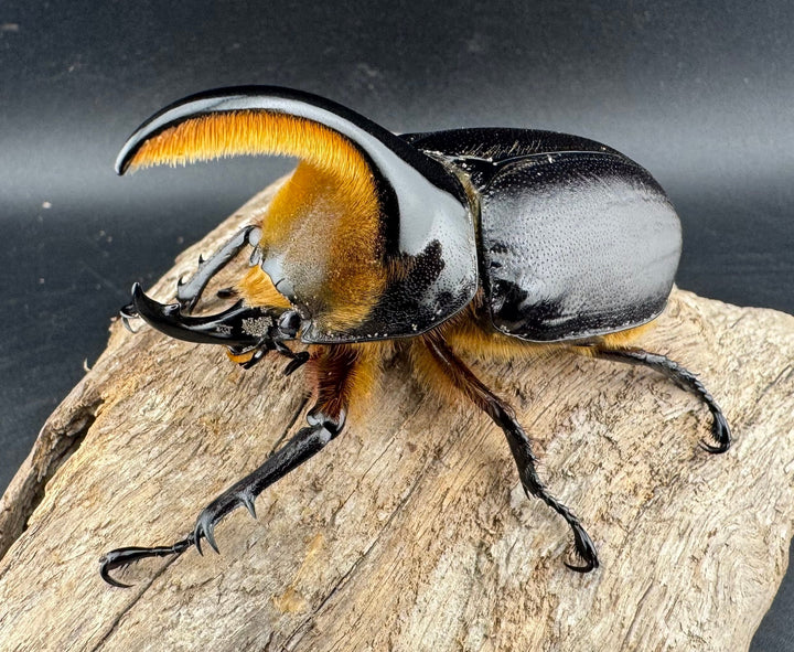 《サタンオオカブト 81mm ペア》