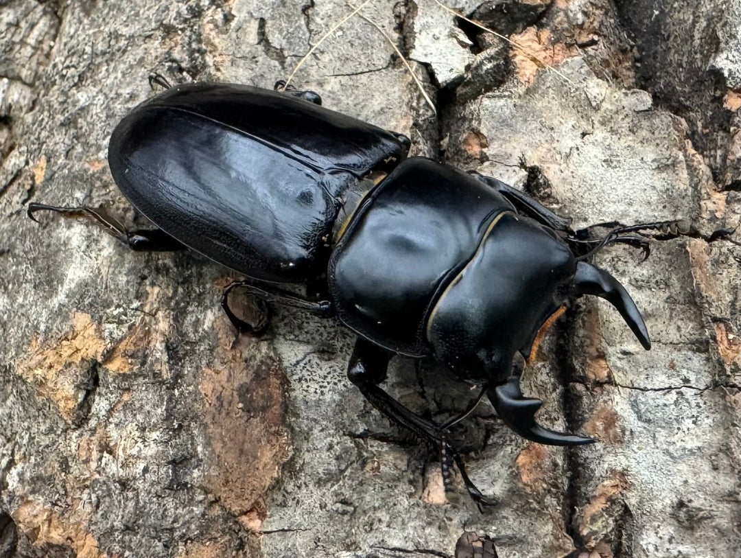 【WD】《ドルクスヤクシャ チベット産 35mm ♂♀♀トリオ》