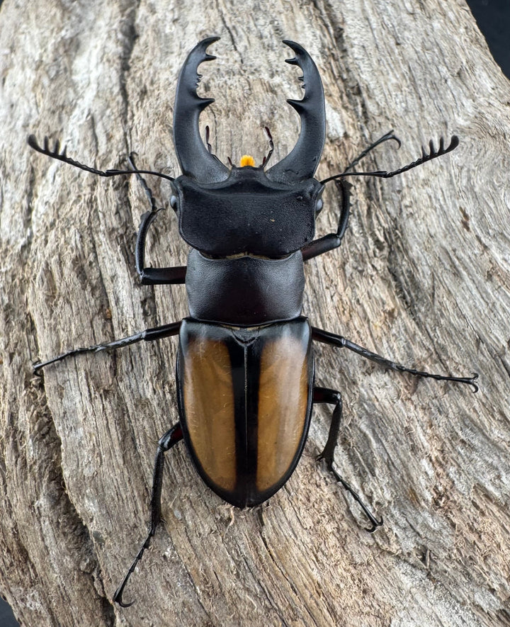 【WD】《パリーミヤマクワガタ 42.5mm ♀赤脚 ペア》