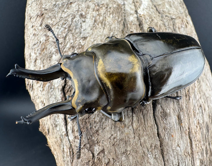 【F0】《ローゼンベルグオウゴンオニクワガタ 71mm ペア》