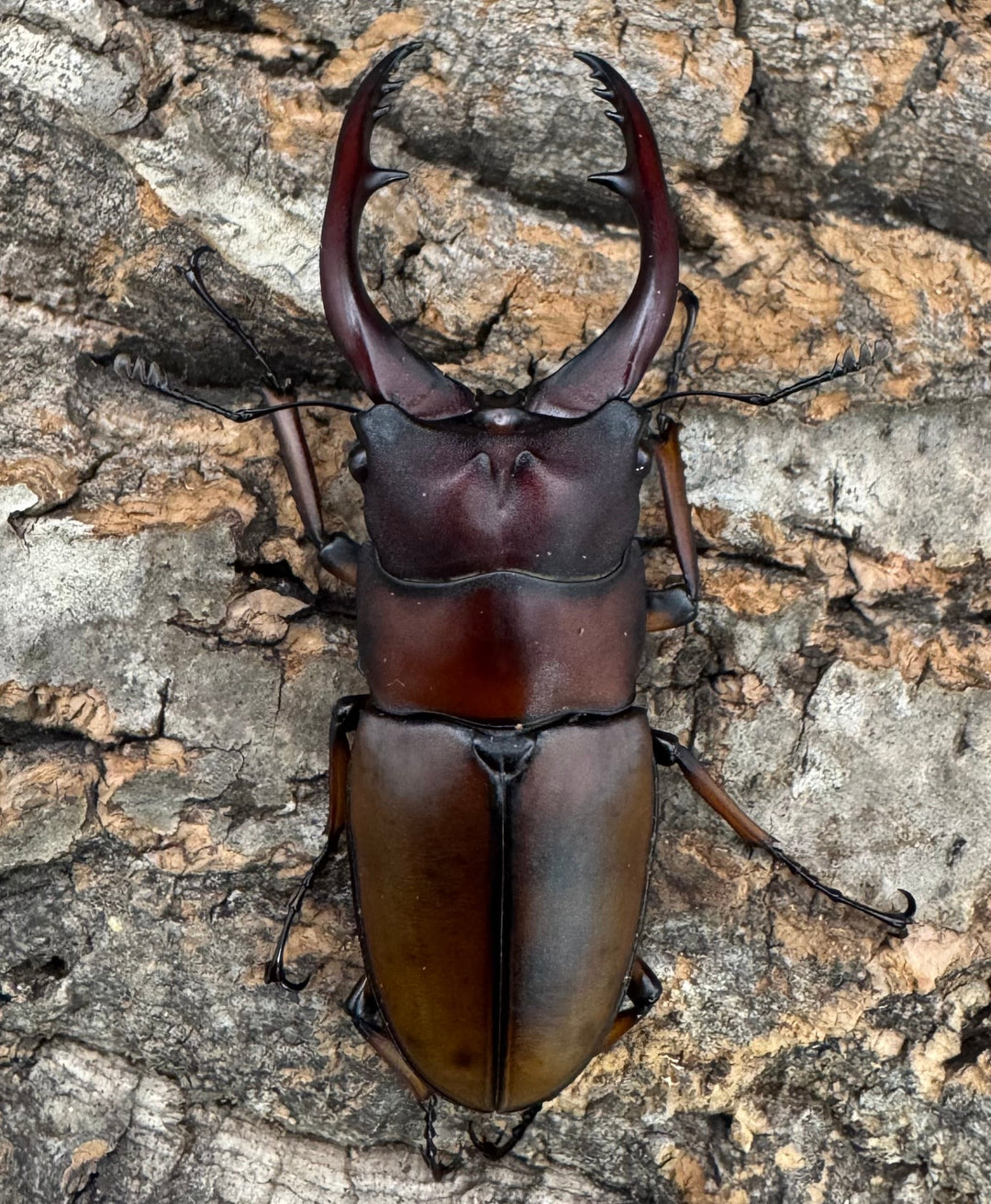 【WD】《アスタコイデスノコギリ ベンクール産 63.5mm ペア》