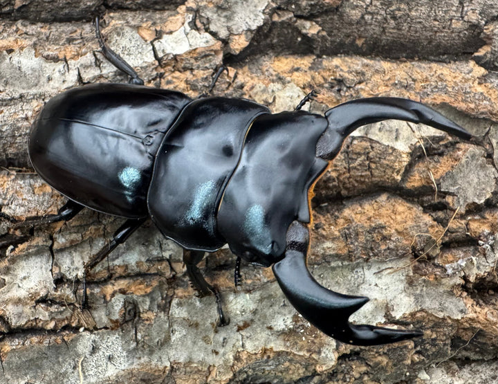 《インドアンタエウス サディア産 73mm ペア》