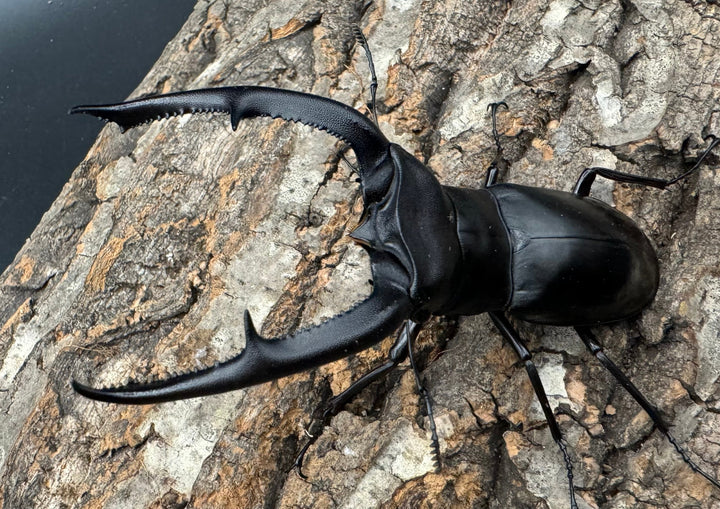 【WD】《マンディブラリスフタマタ 101mm ペア》