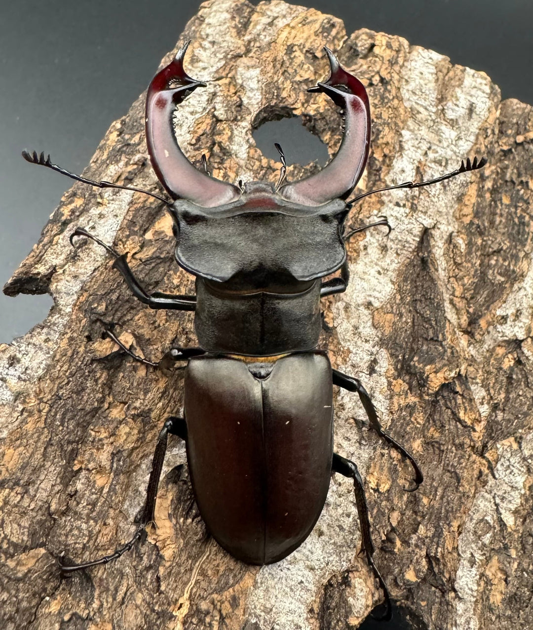 即ブリ《ヨーロッパミヤマ（ケルブスミヤマ） 70mm ペア》