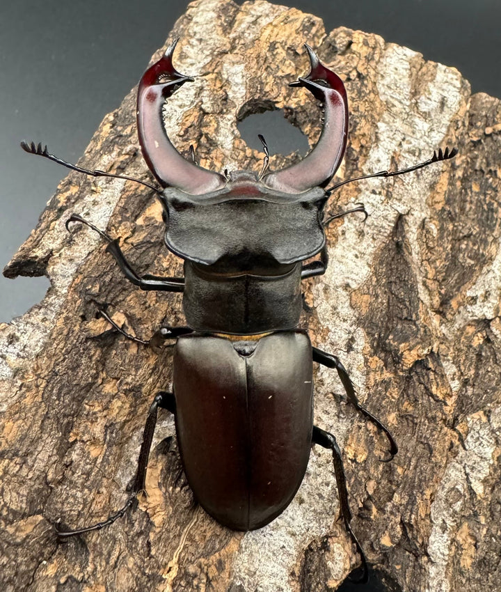 即ブリ《ヨーロッパミヤマ（ケルブスミヤマ） 70mm ペア》