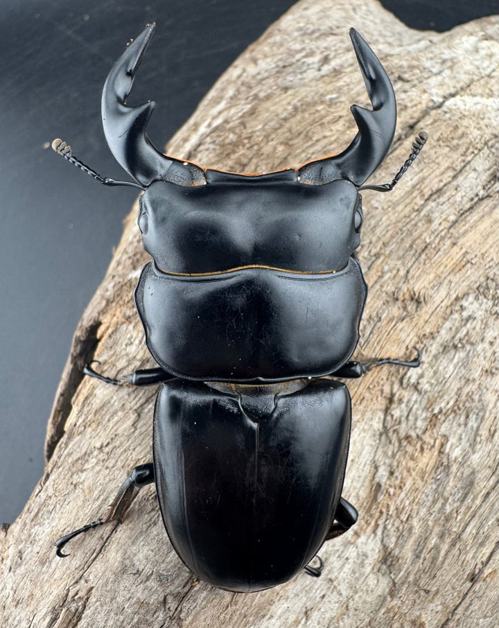 【WD】《アンタエウスオオクワ亜種miyashitai 72mm ペア》