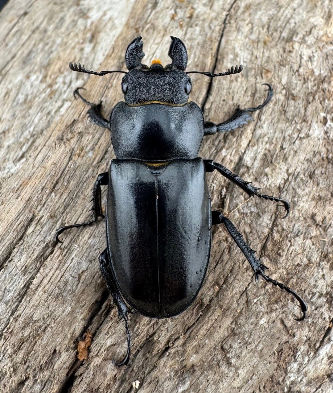 【WD】《デューベイアヌスミヤマ 37.5mm ♀単》