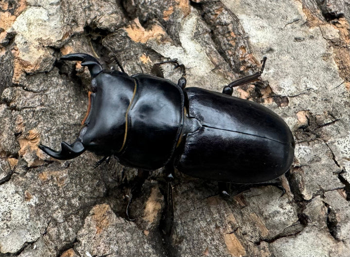 【WD】《ドルクスヤクシャ チベット産 38mm ♂♀♀トリオ》