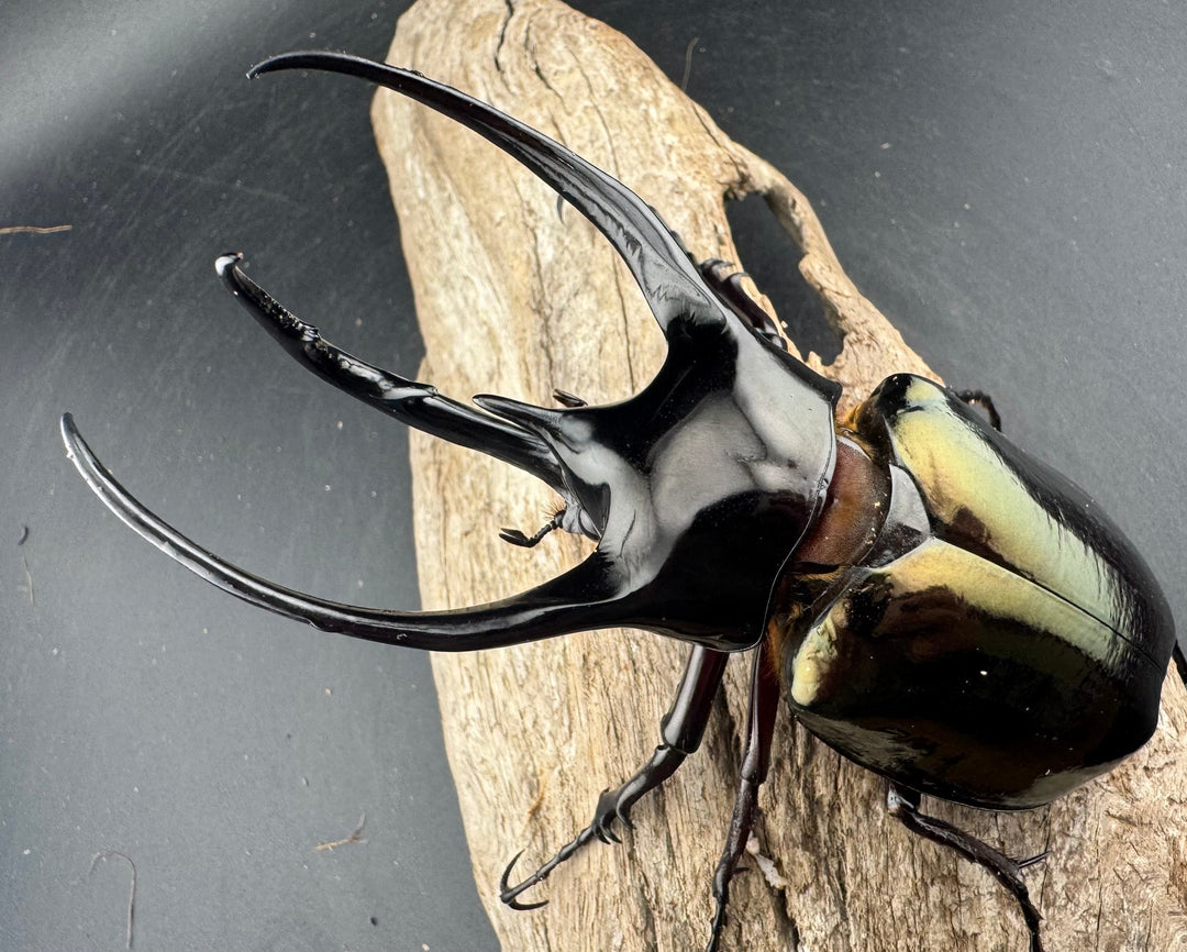 【WD】《ジャワコーカサスオオカブト 113mm ペア》