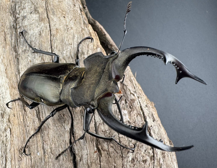 【WD】《ノビリスミヤマ 63mm ペア》