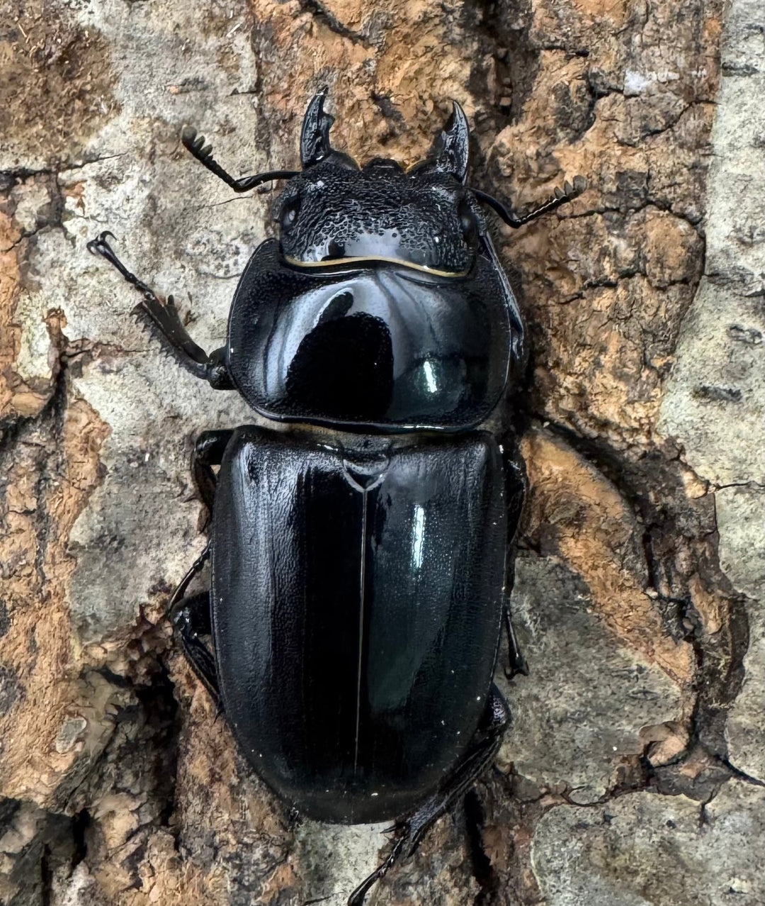 【WF1】《ベトナムヒラタクワガタ 70mm ペア》