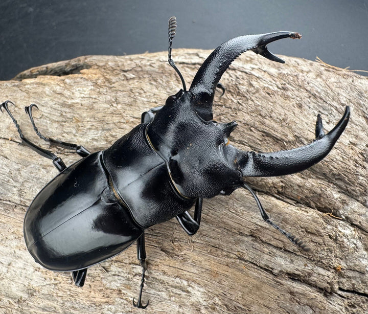 【WD】《ブケットフタマタクワガタ 72mm ペア》