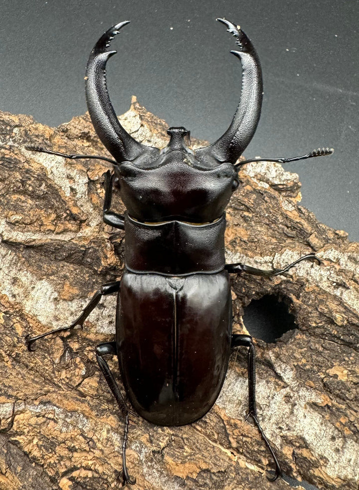 【WD】《リノケロスフタマタクワガタ 87mm ペア》