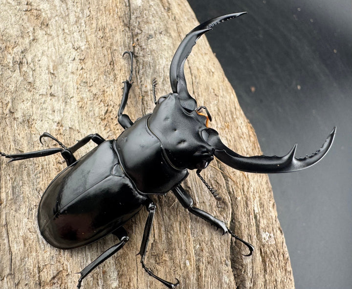 【WD】《ウエストウッディ亜種カズミアエ 雲南省産 64mm ペア》