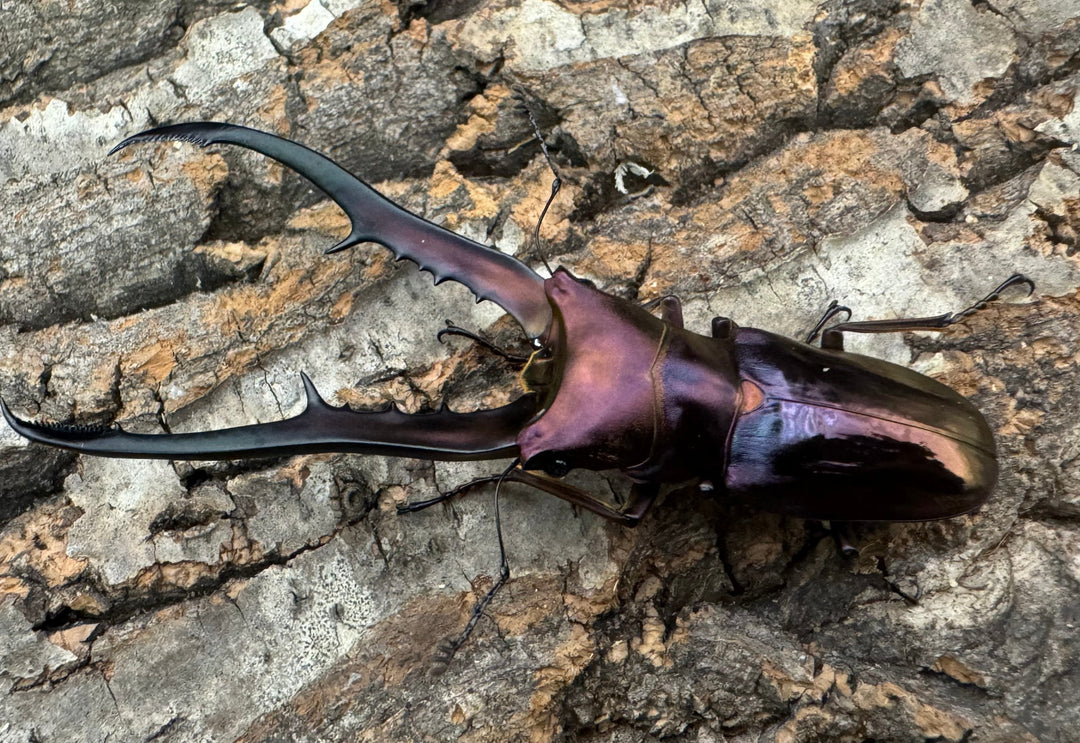 【美麗】《メタリフェルホソアカ 82mm ペア》セルヴォラン氏ブリード個体