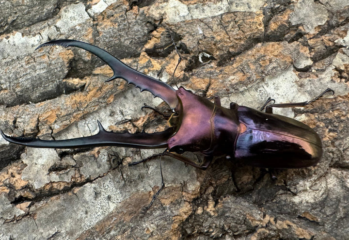 【美麗】《メタリフェルホソアカ 82mm ペア》セルヴォラン氏ブリード個体