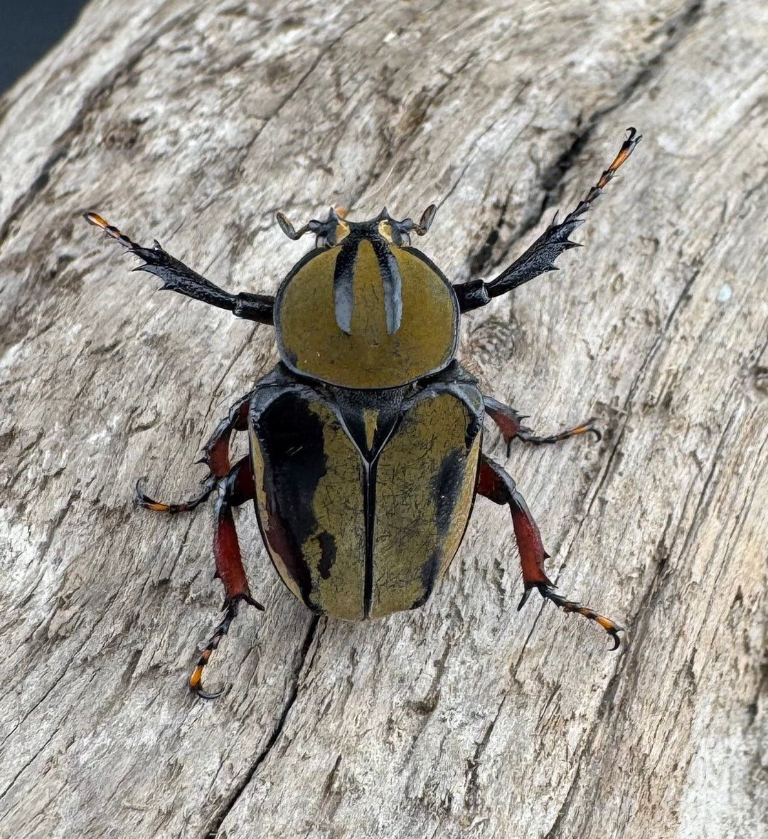 【WD】《ワリックツノハナムグリ亜種bowringi Free ペア》③