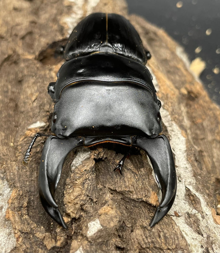 《ホペイオオクワガタ HG血統 75mm ペア》