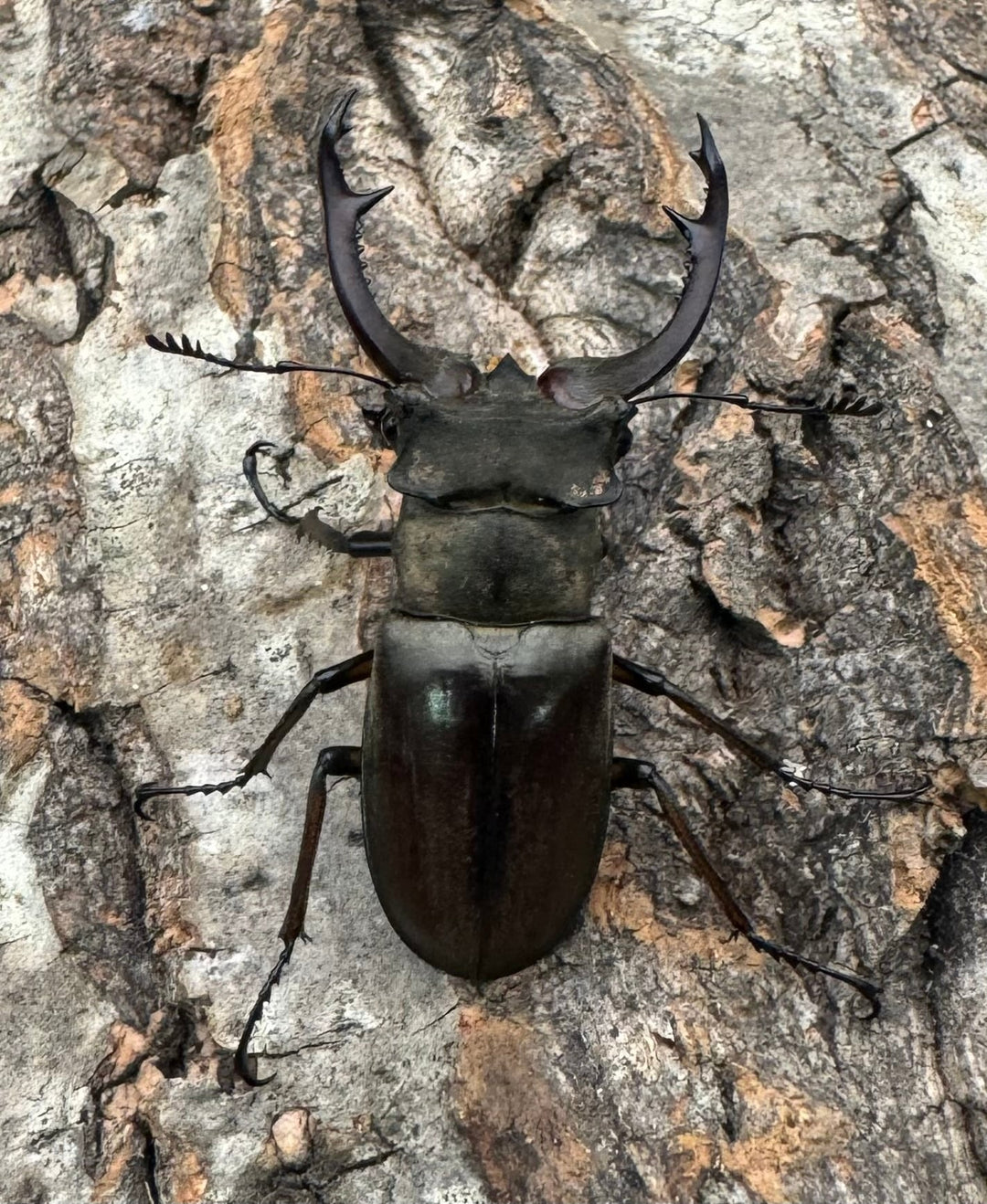 【WD】《クラーツミヤマ原名亜種 48mm ペア》