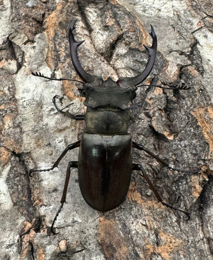 【WD】《クラーツミヤマ原名亜種 48mm ペア》