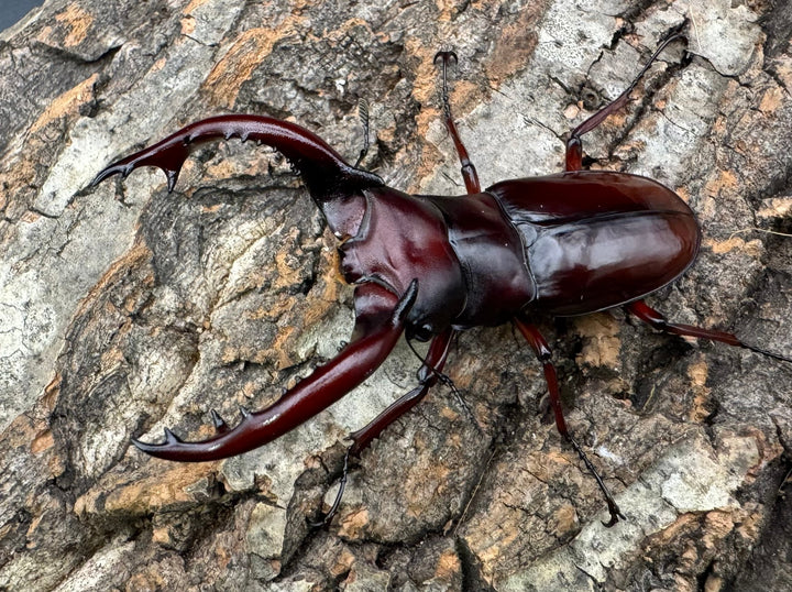 《フォルスターフタマタ亜種ニシ 75.5mm ♂♀♀トリオ》