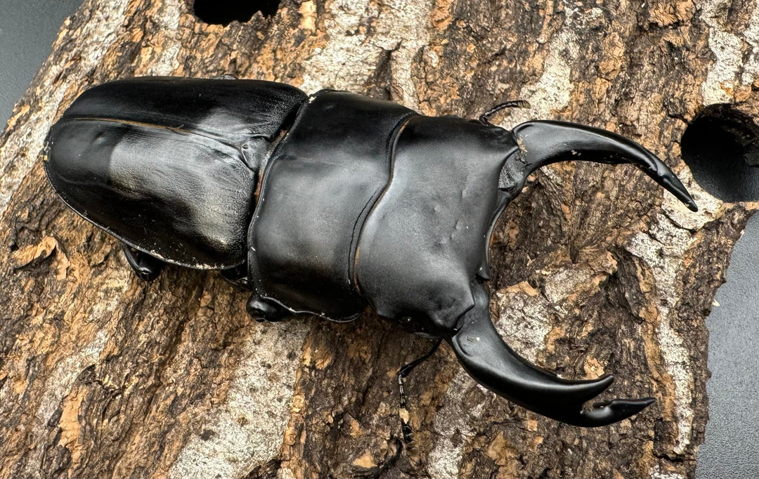 《オオクワガタ TT川西血統 80mm ♂単》ヒート氏ブリード個体