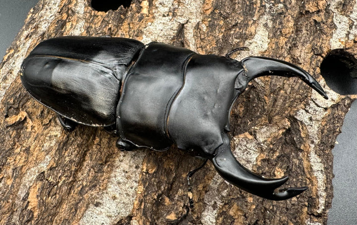 《オオクワガタ TT川西血統 80mm ♂単》ヒート氏ブリード個体